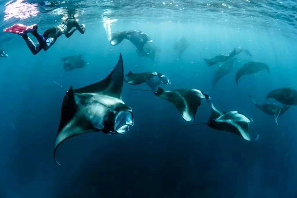 Swimming with Manta Rays in the Maldives: Six Thousand Residents - foto № 6