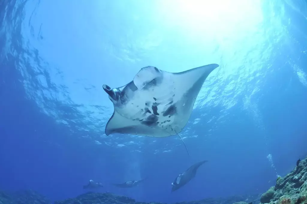 Manta rays carry a unique spot pattern on the underside.