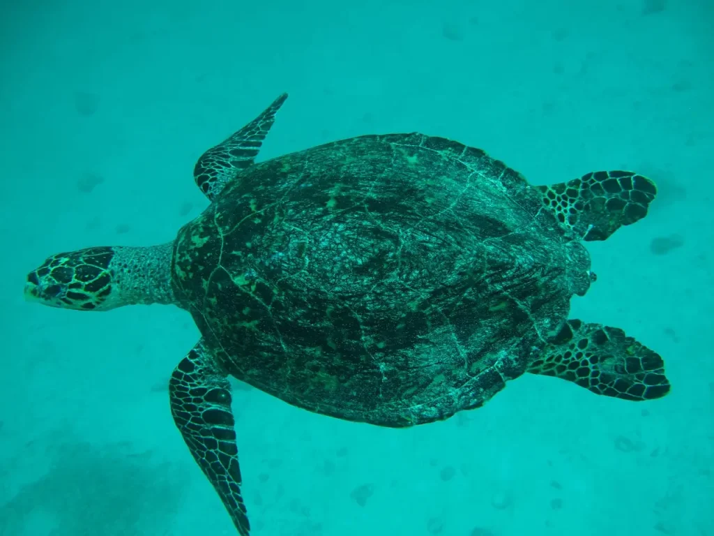 Underwater Photography in the Maldives: Red Disappears at Five Metres - foto № 6