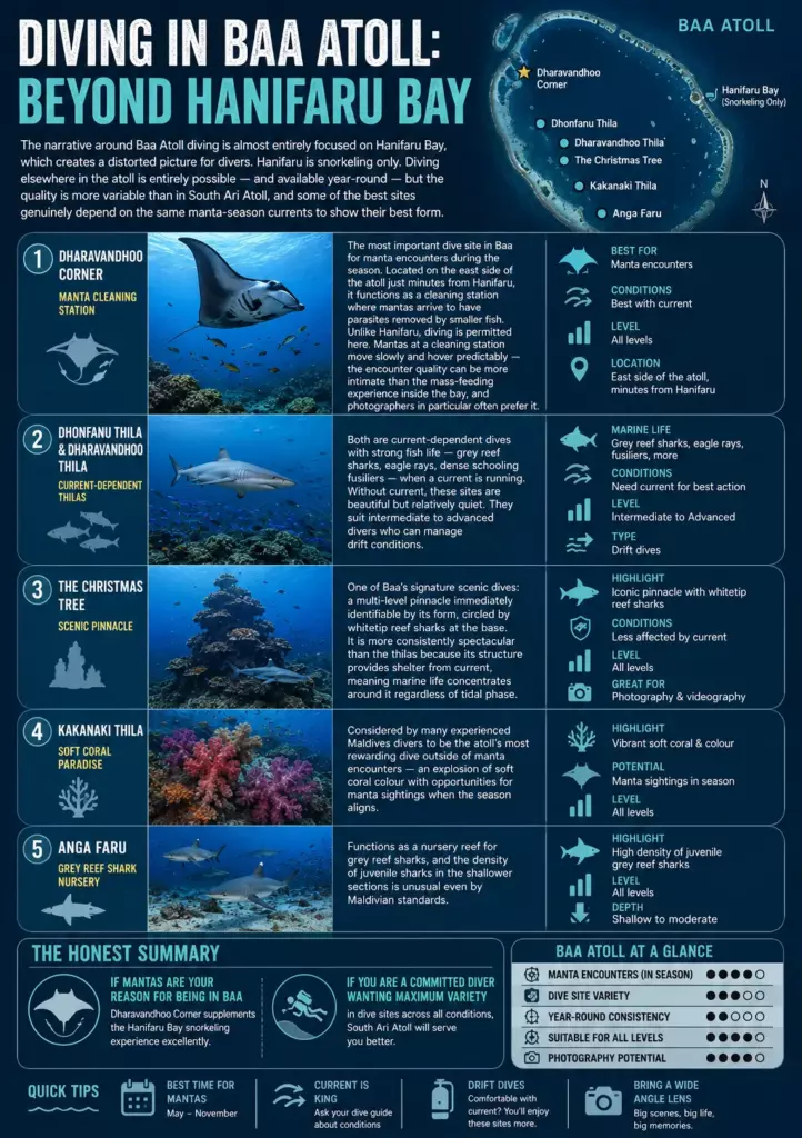 Baa Atoll, Maldives: The Seasonal Truth About Hanifaru Bay (And What to Do When the Mantas Aren't There) 6 Baa Atoll, Maldives: The Seasonal Truth About Hanifaru Bay (And What to Do When the Mantas Aren't There) - foto № 6