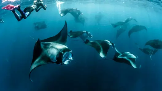 Manta Ray Season in the Maldives: Hanifaru Bay and Beyond 14 Manta Ray Season in the Maldives: Hanifaru Bay and Beyond - foto № 14