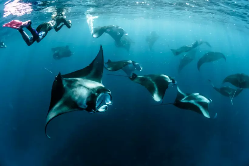 Manta Ray Season in the Maldives: Hanifaru Bay and Beyond - foto № 5