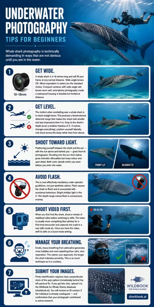 Whale Shark Season in the Maldives: A Complete Atoll-by-Atoll Guide 8 Whale Shark Season in the Maldives: A Complete Atoll-by-Atoll Guide - foto № 8