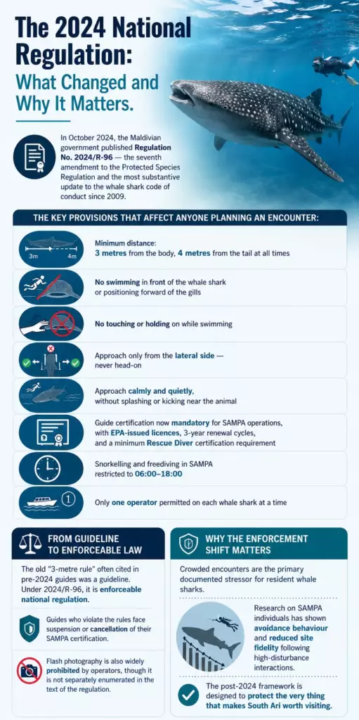 Whale Shark Season in the Maldives: A Complete Atoll-by-Atoll Guide 7 Whale Shark Season in the Maldives: A Complete Atoll-by-Atoll Guide - foto № 7