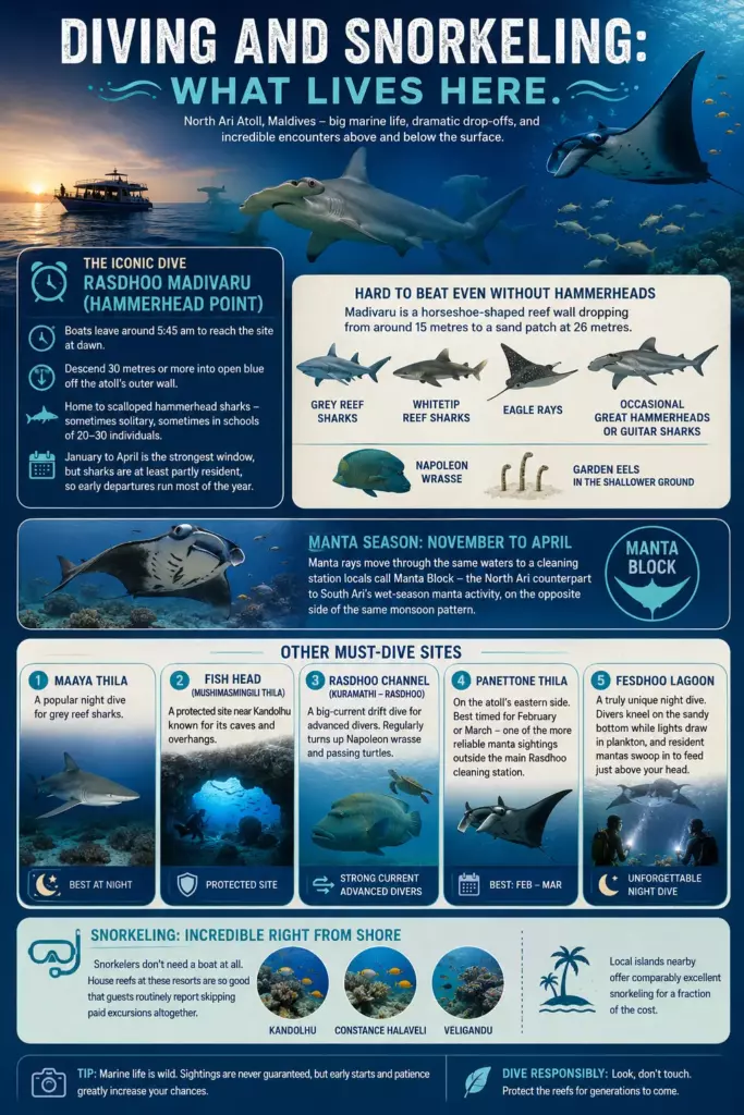 Beyond the Whale Sharks: A Traveler's Guide to North Ari Atoll, Maldives - foto № 7