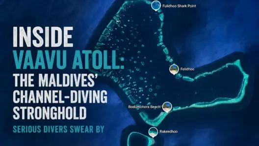 Inside Vaavu Atoll: The Maldives' Channel-Diving Stronghold Serious Divers Swear By - foto № 7