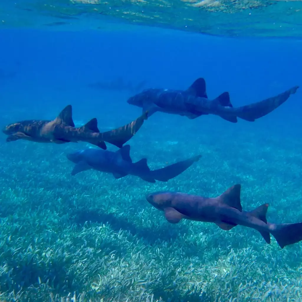 Inside Vaavu Atoll: The Maldives' Channel-Diving Stronghold Serious Divers Swear By 7 Inside Vaavu Atoll: The Maldives' Channel-Diving Stronghold Serious Divers Swear By - foto № 7