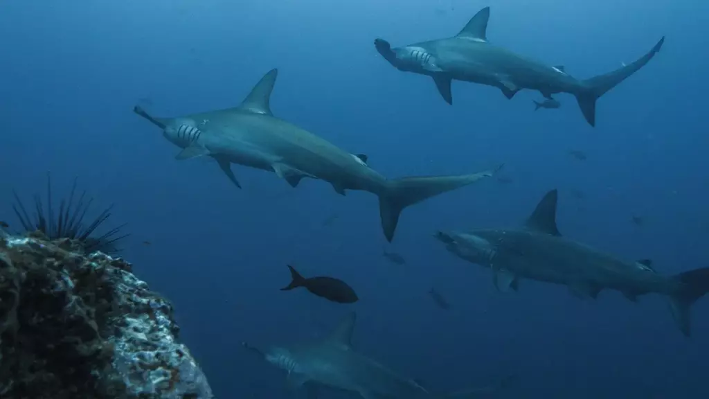 Rasdhoo Atoll: Hammerheads From a Guesthouse 7 Hammerhead sharks