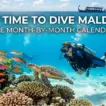The Maldives Diving Season Calendar: One Rule, Twelve Months - foto № 9