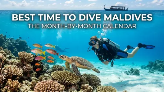 The Maldives Diving Season Calendar: One Rule, Twelve Months - foto № 13