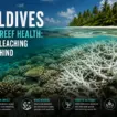 Where the Reefs Are Now: Maldivian Coral After the Fourth Bleaching Event - foto № 7