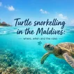 Snorkelling with Turtles in the Maldives: Never Block the Surface - foto № 13