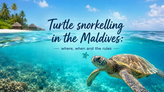 Snorkelling with Turtles in the Maldives: Never Block the Surface 15 Snorkelling with Turtles in the Maldives: Never Block the Surface - foto № 13