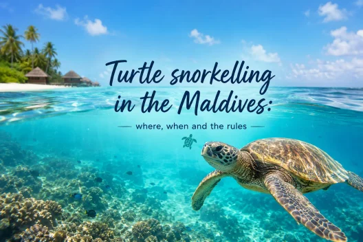 Snorkelling with Turtles in the Maldives: Never Block the Surface - foto № 6