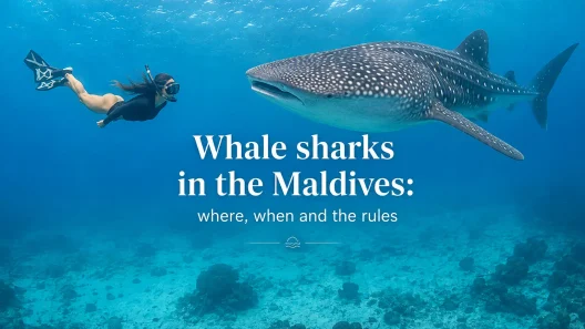 Swimming with Whale Sharks in the Maldives: The Only Place They Never Leave - foto № 15