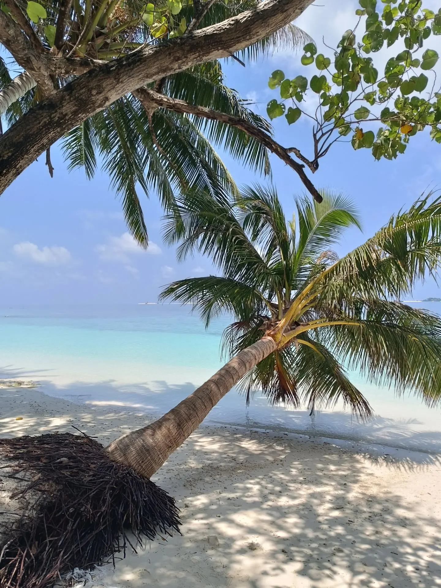 Sandbank Trips in the Maldives: A Place That Exists at Low Tide 8 Leaning coconut palm casting shade over a white sand beach in the Maldives