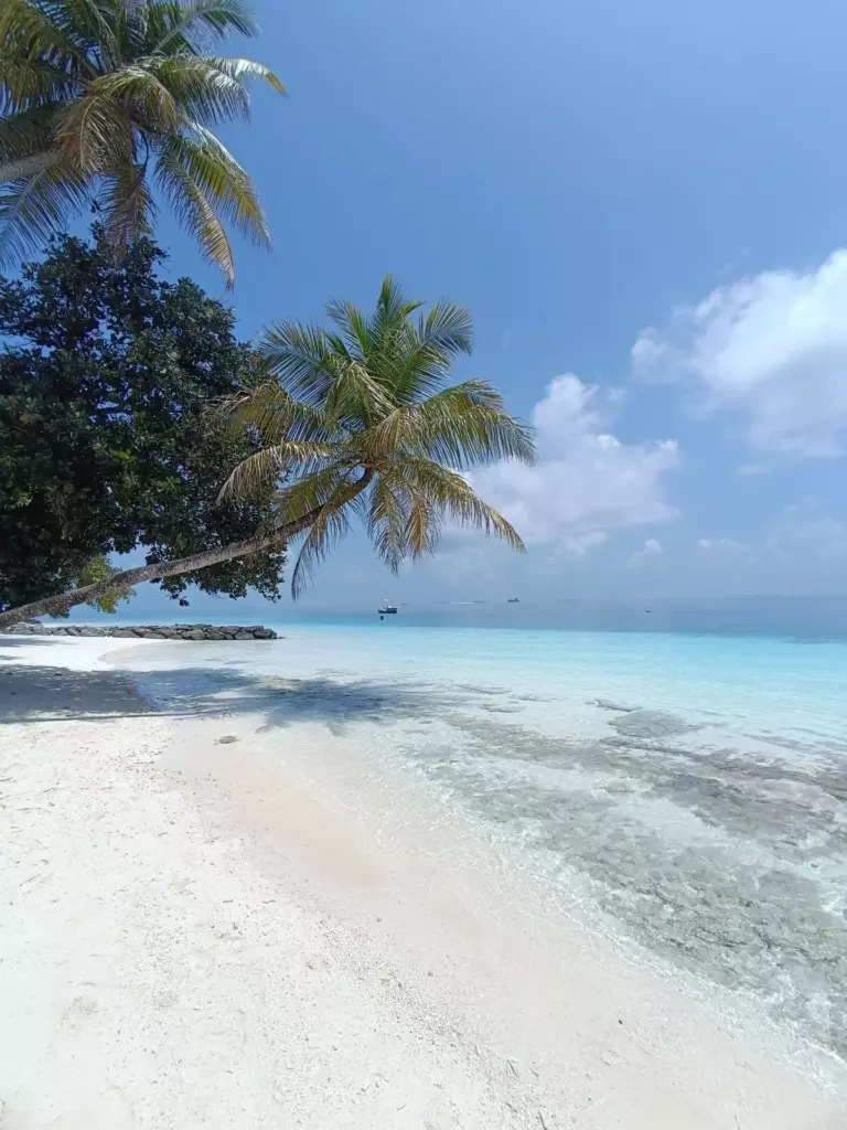 Counting a Country That Will Not Hold Still: How Many Islands the Maldives Has 9 Curving white sand beach with palms on a small island in the Maldives
