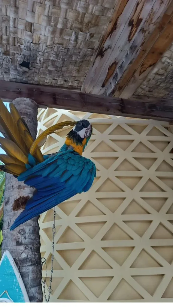 A macaw on a perch outside a building, with a chain hanging from the perch