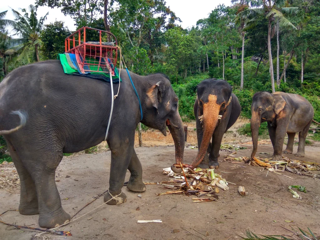 Two elephants at a tourist camp being fed cut banana stems on bare ground