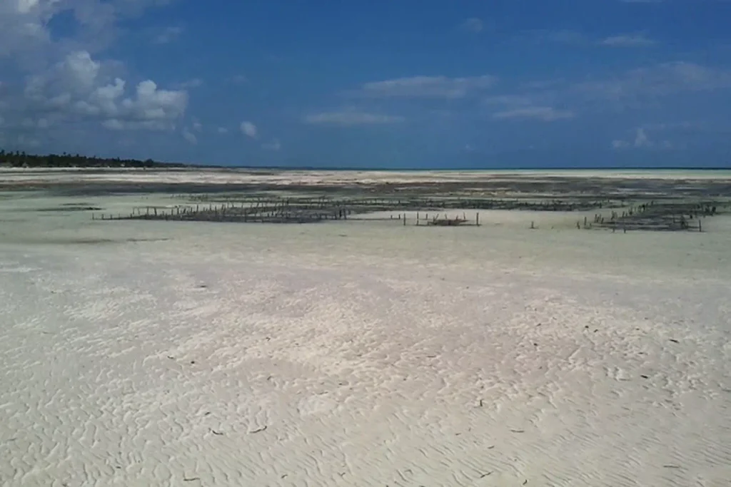 Wide expanse of exposed wet sand at low tide with seaweed plots in the distance