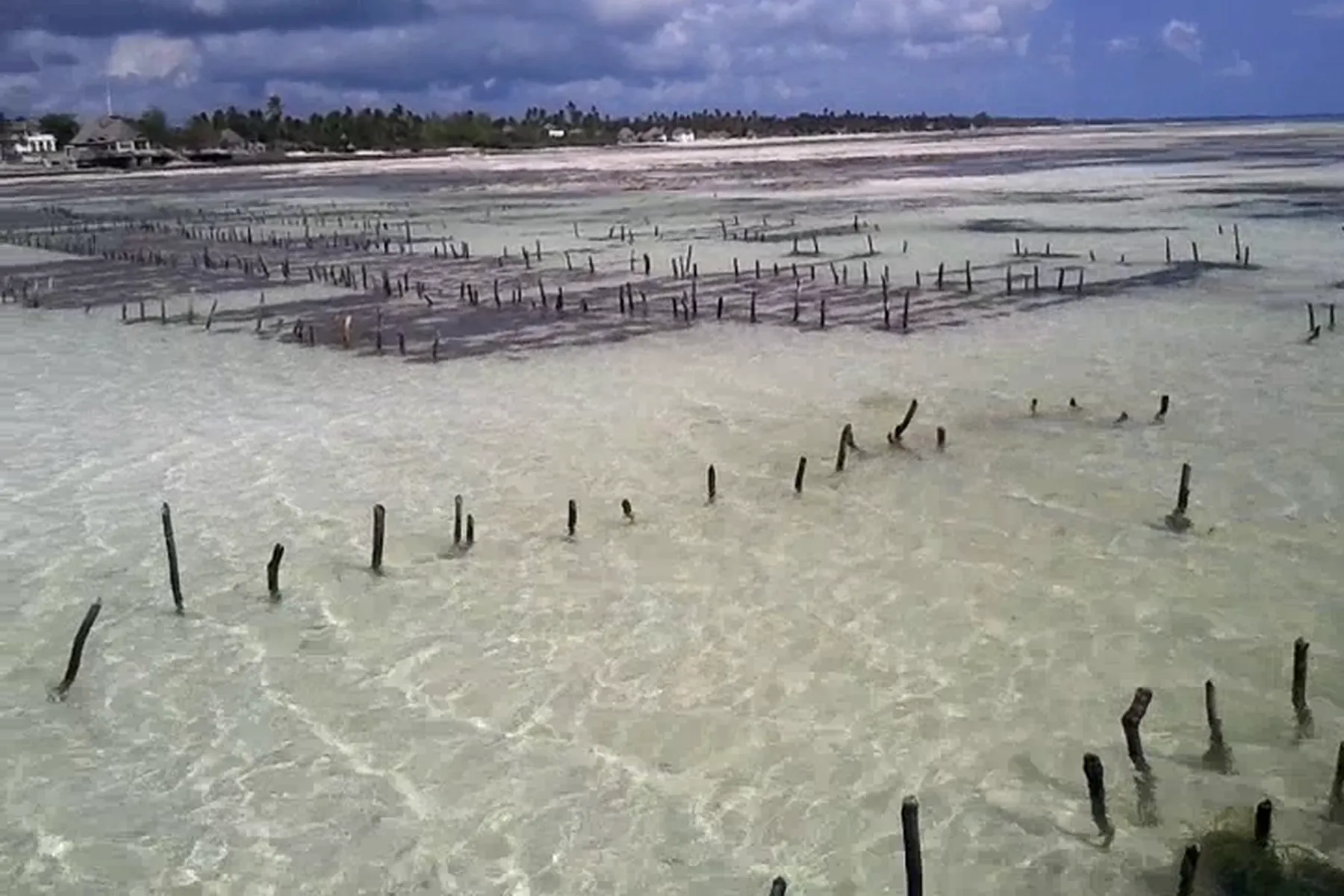 Seaweed farming plots with wooden stakes in shallow water at low tide